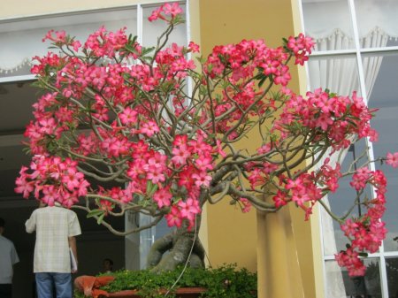 sứ.JPG
