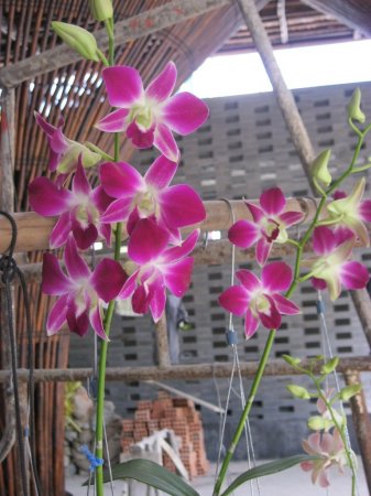 phong lan.JPG