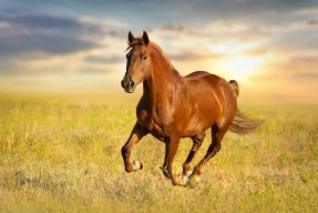 warhorse79