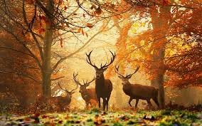 autumn1982