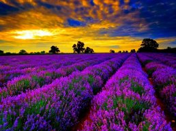 lavenderpower