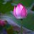 pink lotus